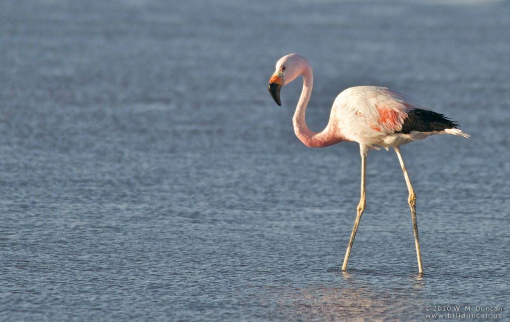 Andean flamingo (black tail) in briny lake of the salt flat.