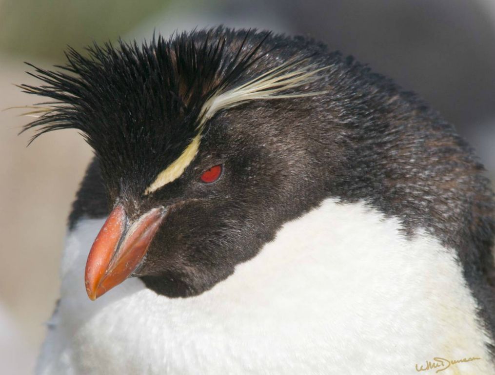 Rock hopper penguin on Westpoint Island