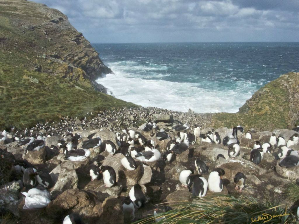 Rock hopper and albatross rookery on windward side of Westpoint Island