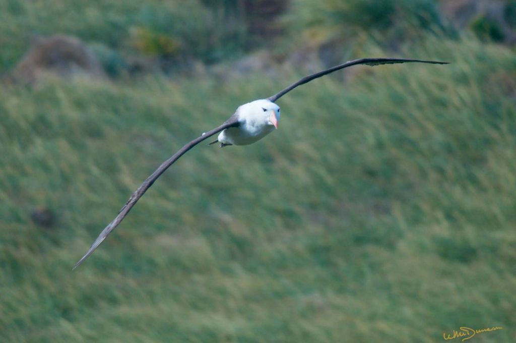 Mature sooty browed albatross patrolling over its nesting young.