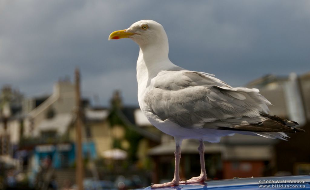 Herring Gull in Mallaig