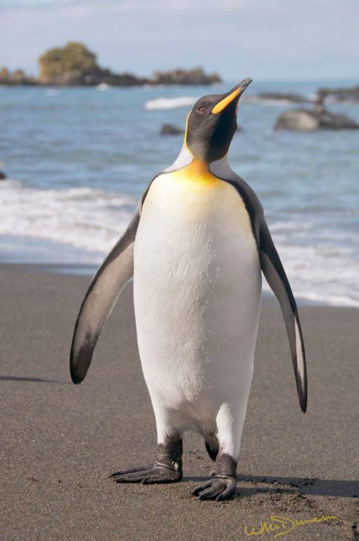 A king penguin returns to the beach.