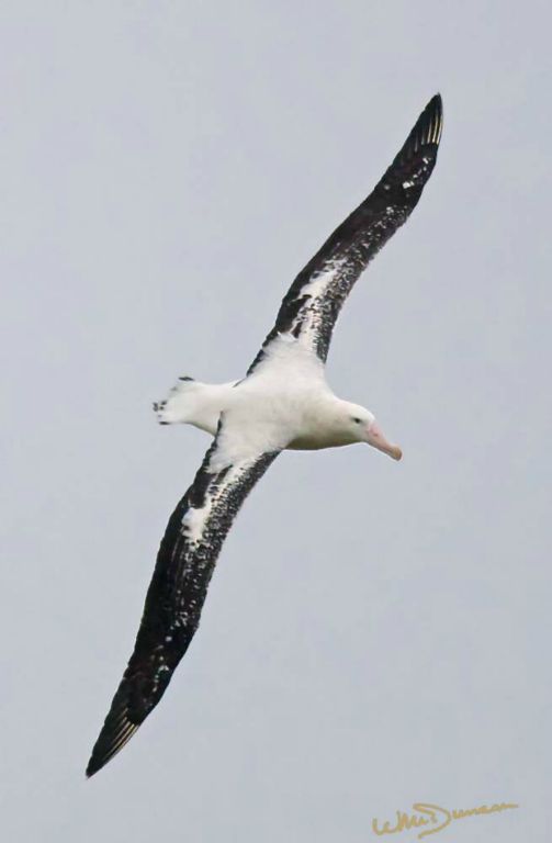 A wandering albatross at Prion Island, wingspan nearly 12 feet.