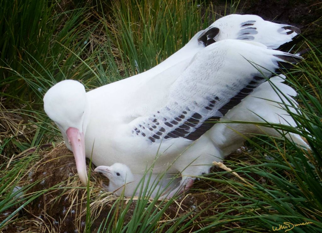 Wandering albatross with chick.